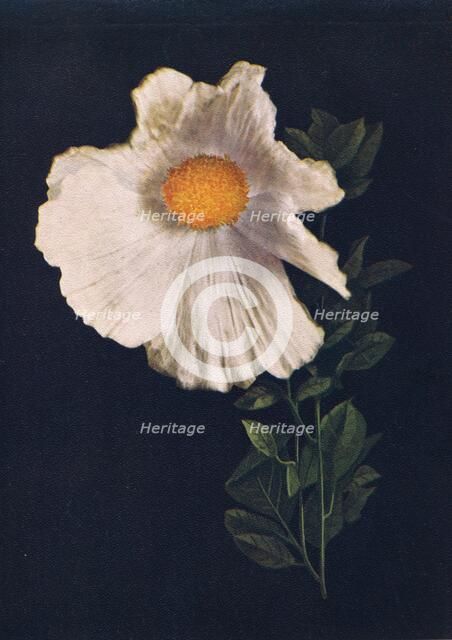 'Matilija Poppy',  c1915, (1915). Artist: Emma Graham Clock.