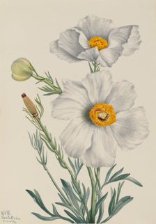 Matilija Poppy (Romneya coulteri), 1931. Creator: Mary Vaux Walcott