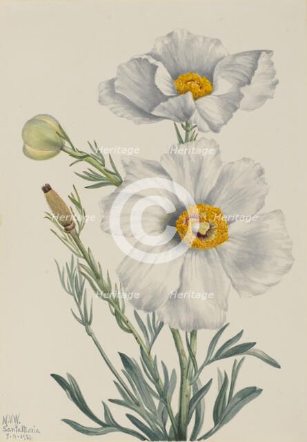 Matilija Poppy (Romneya coulteri), 1931. Creator: Mary Vaux Walcott.