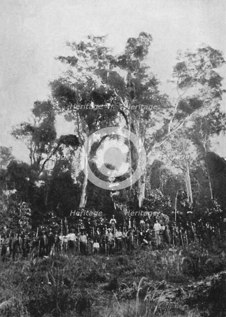 'Matta Virgem', 1895. Artist: Axel Frick.