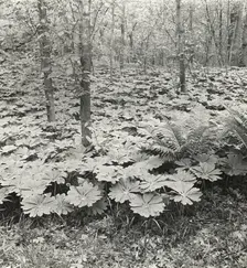 Mayapple (podophyllum), between 1915 and 1935. Creator: Frances Benjamin Johnston