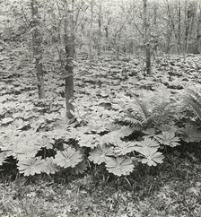 Mayapple (podophyllum), between 1915 and 1935. Creator: Frances Benjamin Johnston