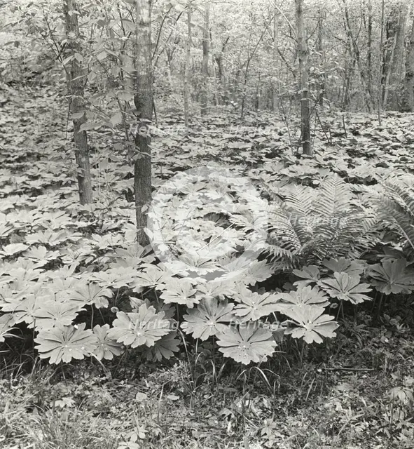 Mayapple (podophyllum), between 1915 and 1935. Creator: Frances Benjamin Johnston.