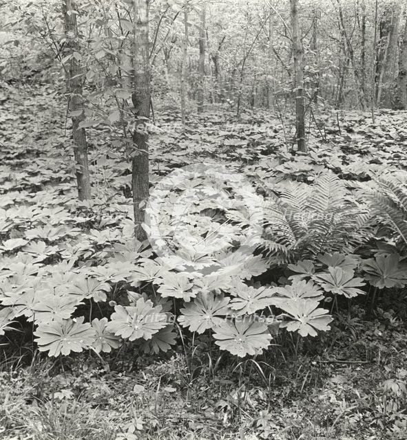 Mayapple (podophyllum), between 1915 and 1935. Creator: Frances Benjamin Johnston.
