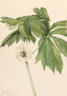 Mayapple (Podphyllum paltatum), 1922. Creator: Mary Vaux Walcott