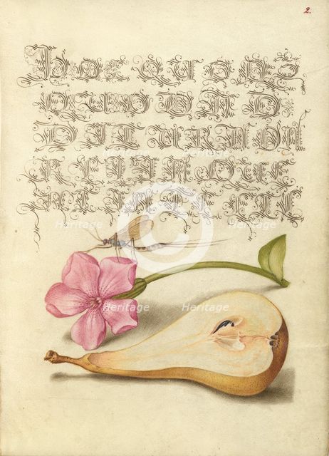 Mayfly, Red Campion, and Pear; Mira calligraphiae monumenta, 1561-1562; illumination added 1591-1596 Creator: Joris Hoefnagel.