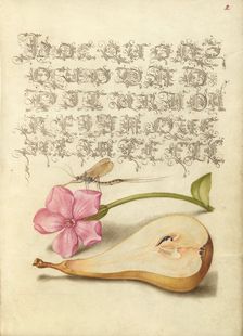 Mayfly, Red Campion, and Pear; Mira calligraphiae monumenta, 1561-1562; illumination added 1591-1596 Creator: Joris Hoefnagel
