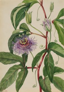 Maypop (Passiflora incarnata), 1926. Creator: Mary Vaux Walcott