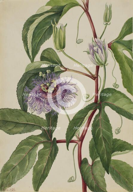 Maypop (Passiflora incarnata), 1926. Creator: Mary Vaux Walcott.