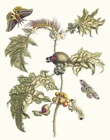 Maccai. From the Book Metamorphosis insectorum Surinamensium, 1705. Creator: Merian, Maria Sibylla (1647-1717)