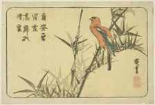 Macaw and bamboo, n.d. Creator: Ando Hiroshige
