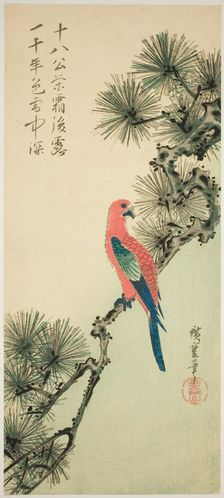 Macaw on a pine branch, c. 1835. Creator: Ando Hiroshige