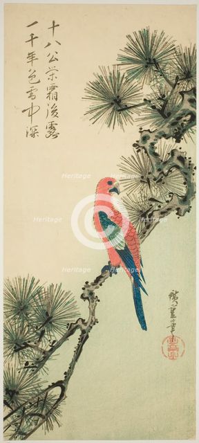 Macaw on a pine branch, c. 1835. Creator: Ando Hiroshige.