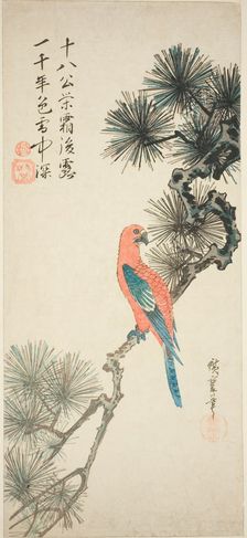 Macaw on a pine branch, c. 1835. Creator: Ando Hiroshige