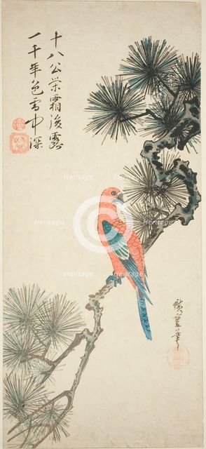 Macaw on a pine branch, c. 1835. Creator: Ando Hiroshige.