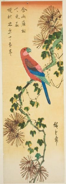 Macaw on ivy-covered pine branch, n.d. Creator: Ando Hiroshige
