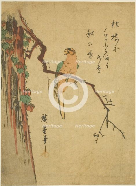 Macaw on ivy-covered tree, 1830s. Creator: Ando Hiroshige.