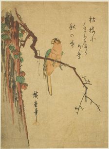 Macaw on ivy-covered tree, 1830s. Creator: Ando Hiroshige