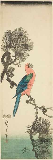Macaw on pine branch, c. 1847/52. Creator: Ando Hiroshige