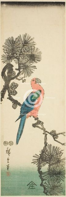 Macaw on pine branch, c. 1847/52. Creator: Ando Hiroshige.
