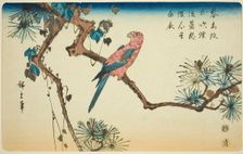 Macaw on pine branch, c. 1840/44. Creator: Ando Hiroshige