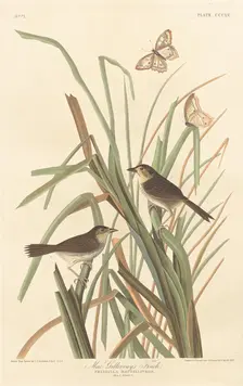 MacGillivray's Finch, 1837. Creator: Robert Havell