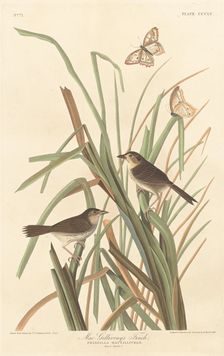 MacGillivray's Finch, 1837. Creator: Robert Havell