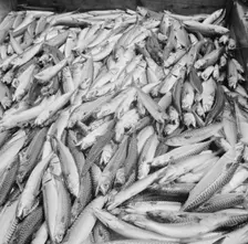 Mackerel catch, Gloucester, Massachusetts, 1943. Creator: Gordon Parks