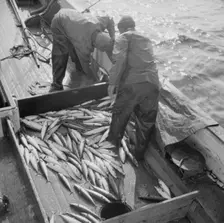 Mackerel fishing, Gloucester, Massachusetts, 1943. Creator: Gordon Parks