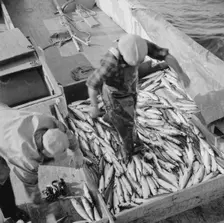 Mackerel fishing, Gloucester, Massachusetts, 1943. Creator: Gordon Parks