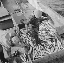 Mackerel fishing, Gloucester, Massachusetts, 1943. Creator: Gordon Parks