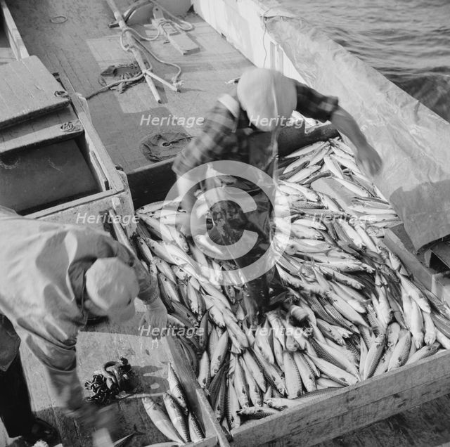 Mackerel fishing, Gloucester, Massachusetts, 1943. Creator: Gordon Parks.