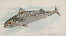 Mackerel, from the Fish from American Waters series (N8) for Allen & Ginter Cigarettes Bra..., 1889. Creator: Allen & Ginter