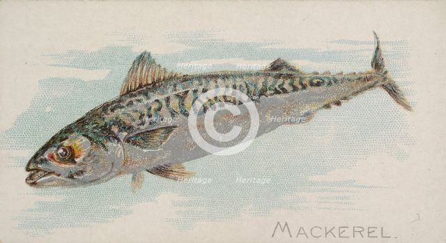 Mackerel, from the Fish from American Waters series (N8) for Allen & Ginter Cigarettes Bra..., 1889. Creator: Allen & Ginter.