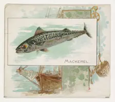 Mackerel, from Fish from American Waters series (N39) for Allen & Ginter Cigarettes, 1889. Creator: Allen & Ginter