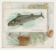 Mackerel, from Fish from American Waters series (N39) for Allen & Ginter Cigarettes, 1889. Creator: Allen & Ginter