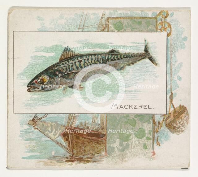 Mackerel, from Fish from American Waters series (N39) for Allen & Ginter Cigarettes, 1889. Creator: Allen & Ginter.