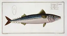 Mackerel (Scomber Scomber), c1785-1799. Creator: Gabriel Bodenehr I