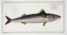 Mackerel (Scomber Scomber), c1785-1799. Creator: Gabriel Bodenehr I