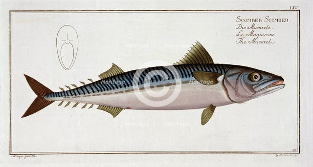 Mackerel (Scomber Scomber), c1785-1799. Creator: Gabriel Bodenehr I.