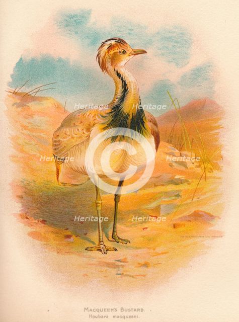 'Macqueen's Bustard (Houbara macqueeni)', 1900, (1900). Artist: Charles Whymper.