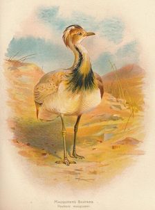 Macqueen's Bustard (Houbara macqueeni) 1900, (1900). Artist: Charles Whymper