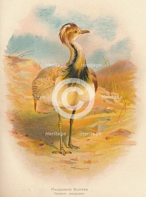 'Macqueen's Bustard (Houbara macqueeni)', 1900, (1900). Artist: Charles Whymper.
