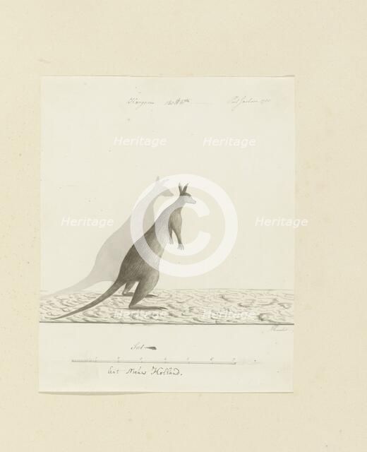 Macropus sp. (Kangaroo), 1788. Creator: John Hunter.