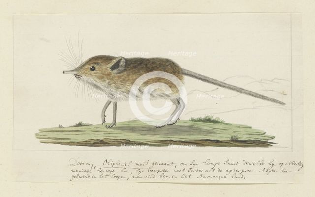Macroscelides proboscideus (Round-eared elephant shrew), 1779-1780. Creator: Robert Jacob Gordon.
