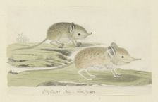Macroscelides proboscideus (Round-eared elephant shrew), 1779-1780. Creator: Robert Jacob Gordon