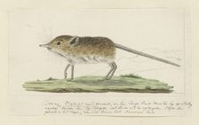 Macroscelides proboscideus (Round-eared elephant shrew), 1779-1780. Creator: Robert Jacob Gordon