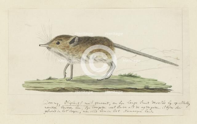 Macroscelides proboscideus (Round-eared elephant shrew), 1779-1780. Creator: Robert Jacob Gordon.
