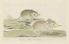 Macroscelides proboscideus (Round-eared elephant shrew), 1779-1780. Creator: Robert Jacob Gordon