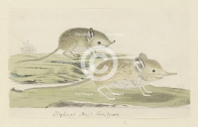 Macroscelides proboscideus (Round-eared elephant shrew), 1779-1780. Creator: Robert Jacob Gordon.
